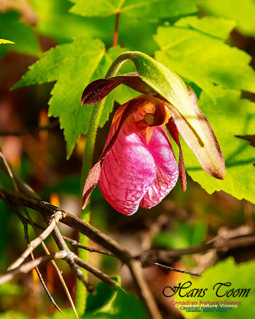 Pink Ladies's Slipper Orchid 100