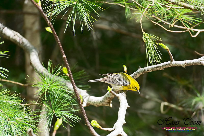 Pine Warbler 201
