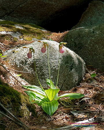 Pink Lady's Slipper Orchid 2020 1