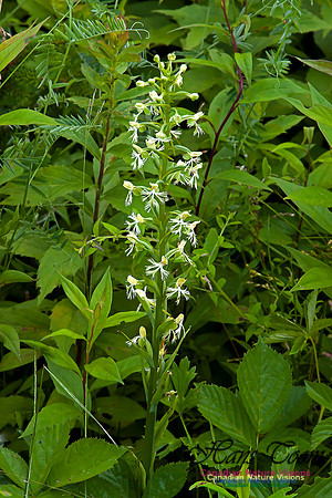 Ragged Fringed Orchid