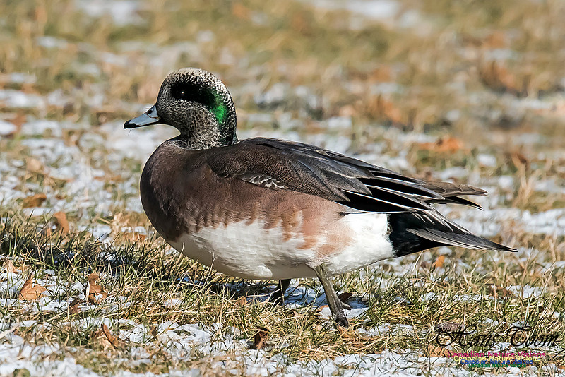 American Wigeon