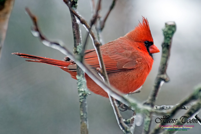 Northern Cardinal
