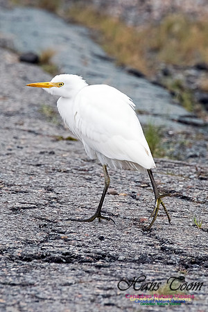 Cattle Egret