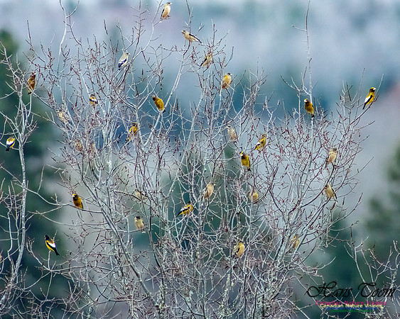 Evening Grosbeak 114
