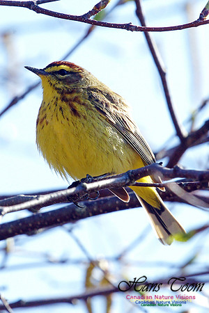 Palm Warbler