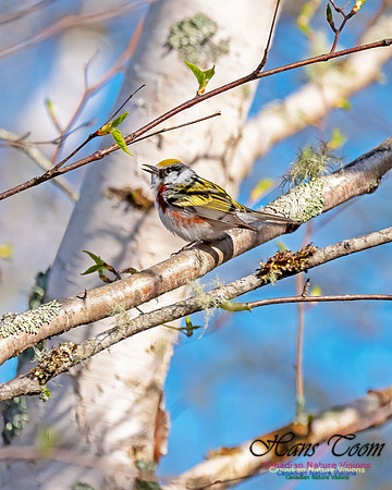 Chestnut-sided Warbler 1
