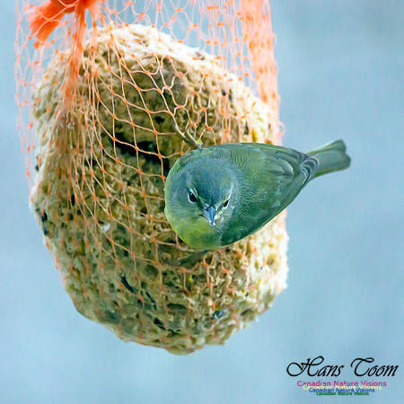 Orange-crowned Warbler 9