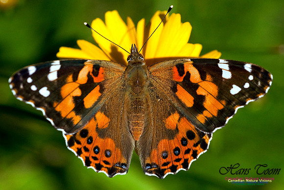Painted Lady