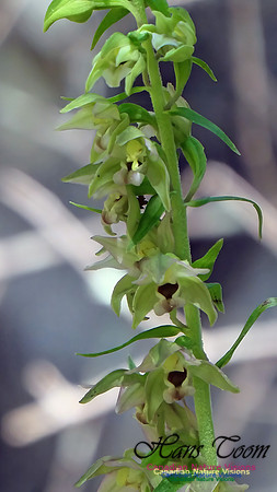Helleborine Orchid 104