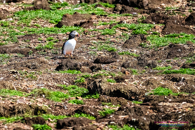 Elliston and Atlantic Puffins 111