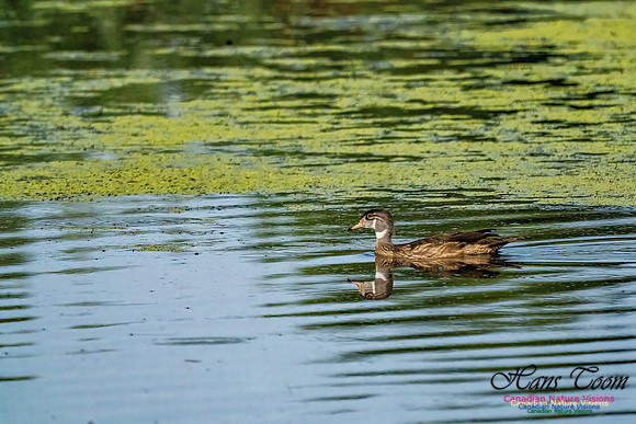 Wood Duck 502