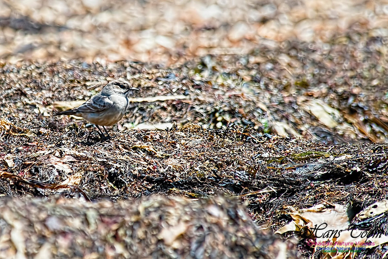 Say's Phoebe