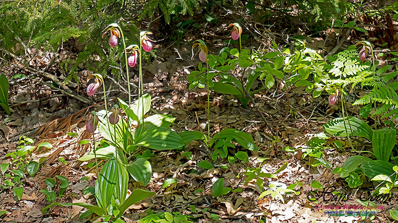 Pink Lady's Slipper Orchid 2020 3