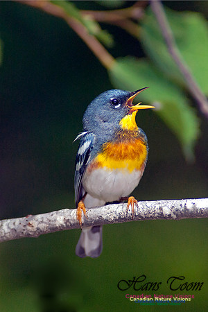 Northern Parula