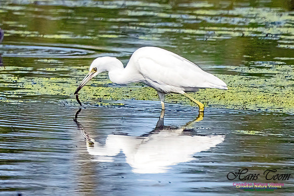 Little Blue Heron 302