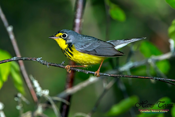 Canada Warbler