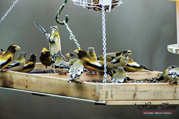 Evening Grosbeak 100