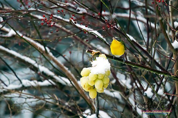 Yellow-breasted Chat