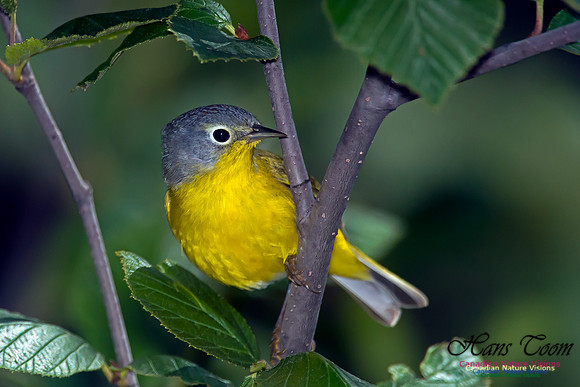 Nashville Warbler