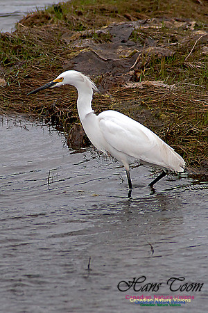 Snowy Egret