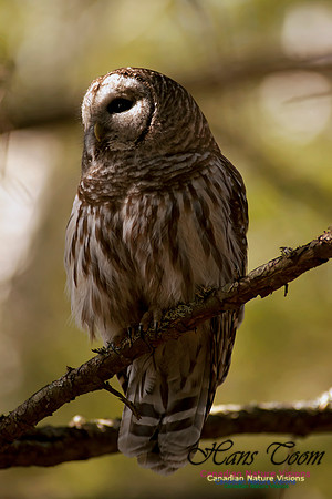 Barred Owl