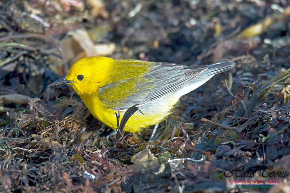 Prothonotary Warbler 3
