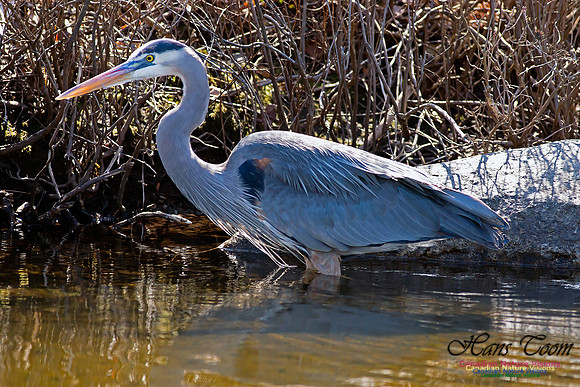 Great Blue Heron