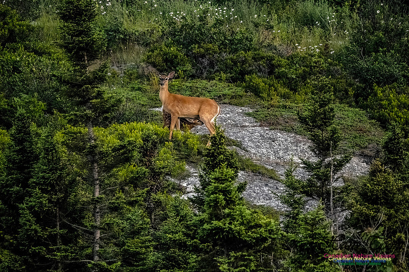 Feeding Time for Fawn 102