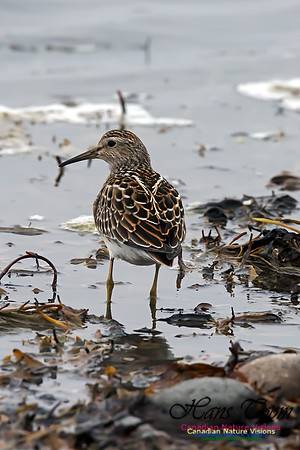 Pectoral Sandpiper