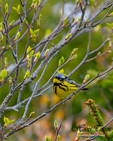 Magnolia Warbler 31