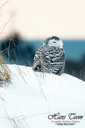 Snowy Owl