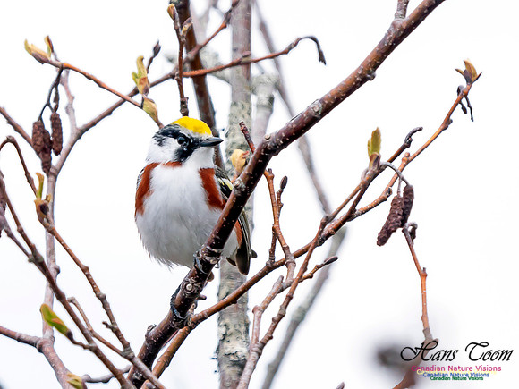 Chestnut-sided Warbler 2