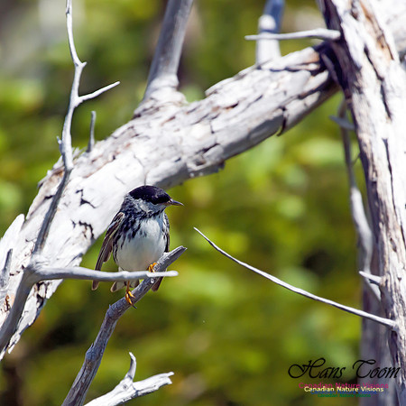 Blackpoll Warbler 5
