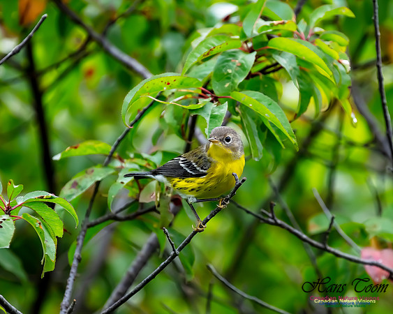 Magnolia Warbler 39