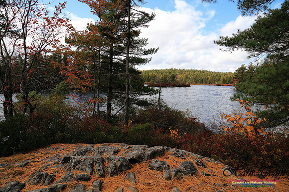Bell Park