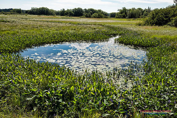Pickerel Weed
