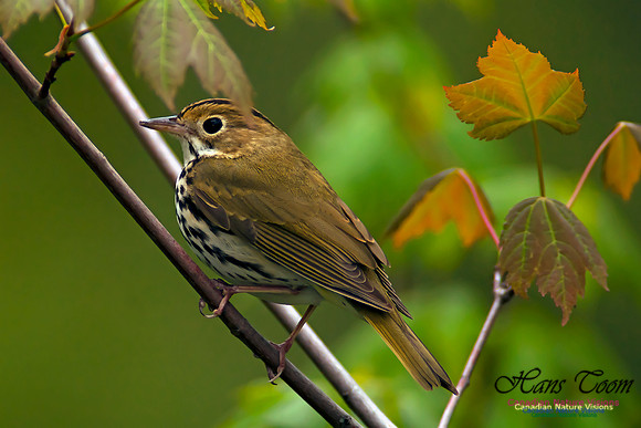 Ovenbird