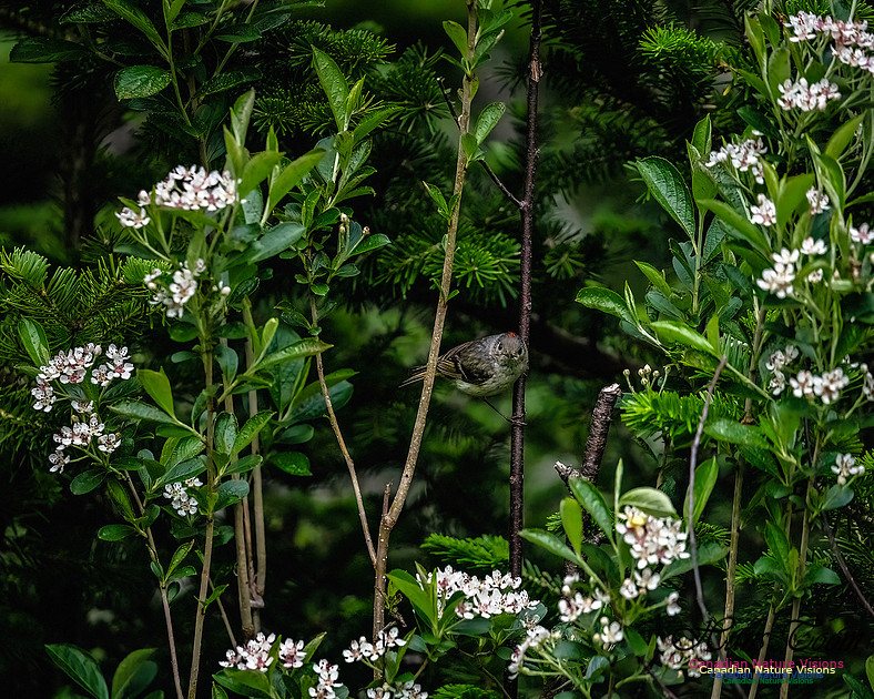 Ruby-crowned Kinglet 100