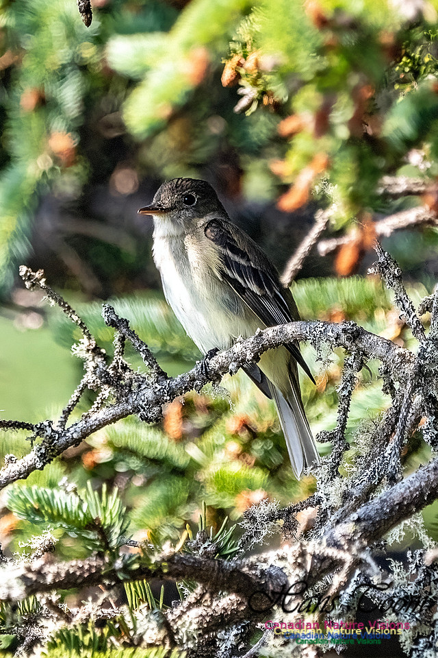 Eastern Wood-Pewee 101