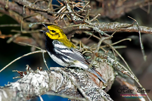 Black-throated Green Warbler
