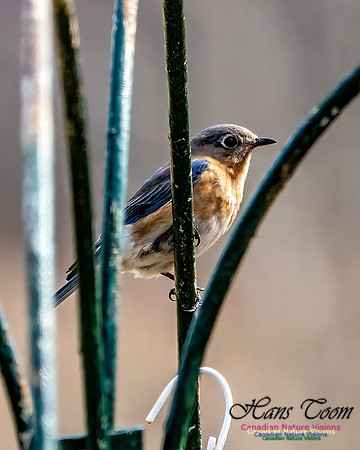 Eastern Bluebird 703