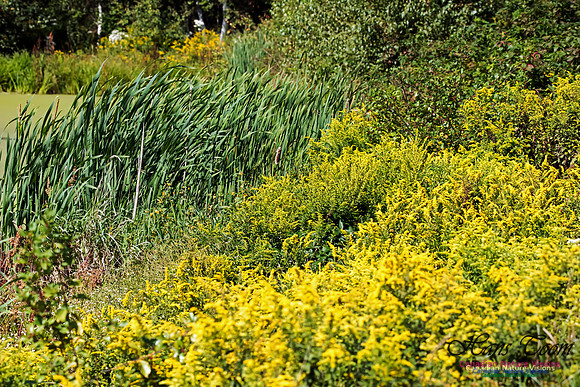 Annapolis Royal Marsh Shoreline