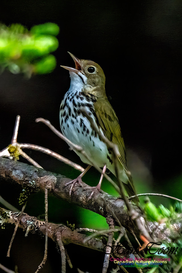 Ovenbird 101 copy