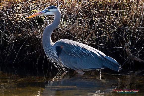 Great Blue Heron