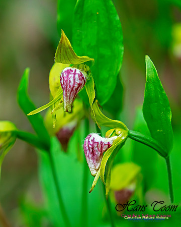 Ram's Head Orchid 117