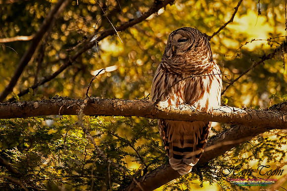 Barred Owl