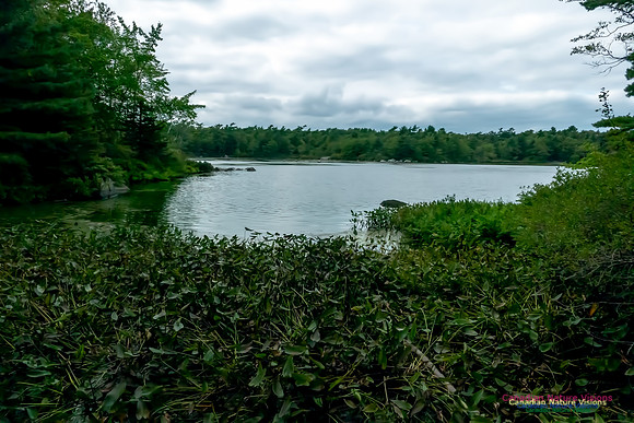 Frog Pond 5