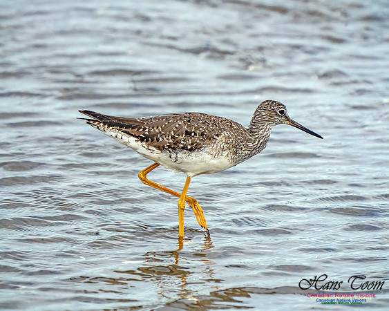 Greater Yellowlegs 352