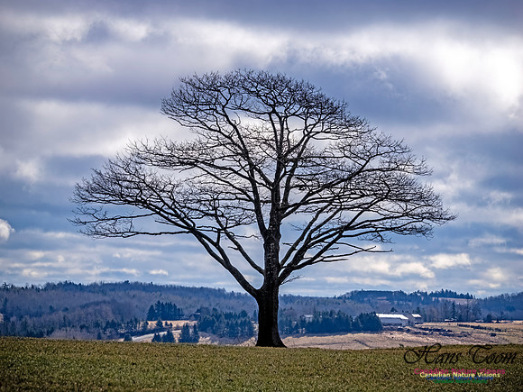 The Perfect Tree 101