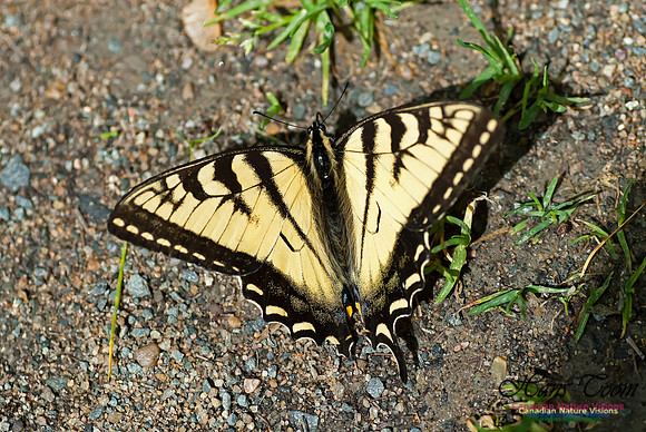 Tiger Swallowtail